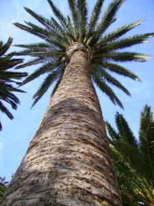 Palm Tree & Hedge Services